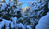 Trail  Die - Val croissant comptoir des moutons - Photo 11