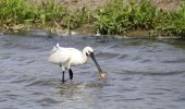 Tour Zu Fuß Lelystad - 't Langepad - Photo 2