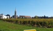Percorso Marcia Pouilly-sur-Loire - Pouilly de Loire en vigne - Photo 13