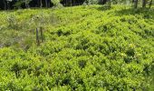 Percorso Marcia Arlon - Balisage GR 15   Guirsch -Tontelange - Photo 3