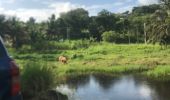 Trail Nordic walking Sainte-Anne - Belle mare  - Photo 3