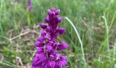 Tour Wandern Peyre en Aubrac - Étape 1 Saint Gilhem - Photo 1