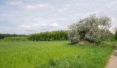 Tour Zu Fuß Bad Lippspringe - Wanderroute A4 [Hindahls Kreuz / Steinbeke] - Photo 4