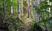 Trail Walking Dolleren - Dolleren - Abri Graber - Photo 6