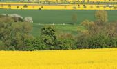 Tocht Te voet Freyburg (Unstrut) - Rödel Rundweg Freyburg - Photo 5