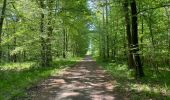 Trail Walking Compiègne - en Forêt de Compiègne_50_les Routes des Beaux Monts, de Morpigny et des Nymphes - Photo 8