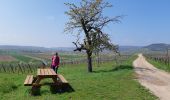 Randonnée Marche Marlenheim - Circuit de Bacchus - Le Riewerle - Photo 6