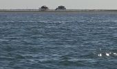 Percorso Motoscafo Arcachon - Tour de l'île aux Oiseaux - Photo 7