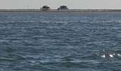 Trail Motorboat Arcachon - Tour de l'île aux Oiseaux - Photo 7