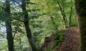 Trail Walking Herbeumont - les crêtes  - Photo 14