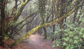 Excursión A pie Tegueste - El bosque de los enigmas - Photo 7