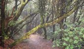 Percorso A piedi Tegueste - El bosque de los enigmas - Photo 7