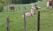 Tocht Stappen La Bresse - Montagne Lama - La Bresse  - Photo 2