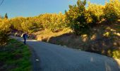 Randonnée Marche Tanneron - Tanneron et ses mimosas - Photo 1