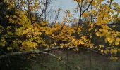 Tocht Stappen Corconne - Corconne vignes garrigue oliveraies  - Photo 3