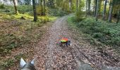 Trail Horseback riding Florenville - Les Epioux - Photo 11