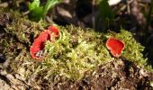 Tocht Te voet Malvern Hills - Abberley Circular Walk - Photo 4