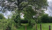 Trail Walking Theux - lareid . vertbuisson . haut marais . fraineux . la reid  - Photo 14