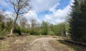 Tour Wandern Libin - rando redu  11-05-2023 - Photo 17