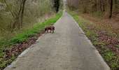 Trail Walking Antoing - televie personne  - Photo 2