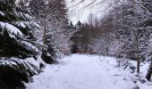 Tocht Stappen Vielsalm - Forêt domaniale du Grand-Bois  - Photo 3