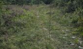 Trail Walking Maisse - Maisse - Forêt communale de Milly-la-Forêt - Photo 19