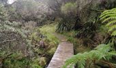 Tour Wandern Salazie - Tour du Piton des Neiges par le petit GRR1 / J4 - Photo 1