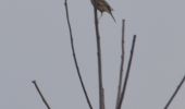 Tour Wandern Oupeye - 20211216 - Balade ornithologique - Trilogiport - Photo 4