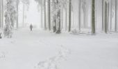 Trail On foot Hilscheid - Traumschleife Gipfelrauschen - Photo 1