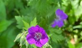 Trail Walking Recoules-d'Aubrac - Au temps des fleurs et des genêts - Photo 20