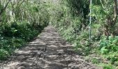 Trail Walking Basse-Pointe - Gradis - Hackaert via Gros-Morne - Photo 11