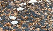 Trail Walking Saint-Hubert - Awenne - Photo 1