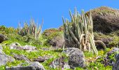 Trail Walking Capesterre-de-Marie-Galante - Guadeloupe - Marie Galante - Les Galeries - Photo 4