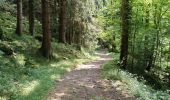 Trail Walking Metzeral - lac de schiessrothried par vallée de la wormsa  - Photo 4