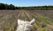 Trail Horseback riding Simiane-la-Rotonde - Provence 2025 J4 - Photo 1