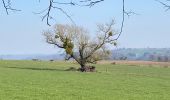 Tour Wandern Anthisnes - Anthines - AS03 - Boucle de Tolumont - Losange Bleu - Photo 13