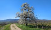 Trail Walking Rosheim - Rosheim Rosenwiller Boersch Bischenberg - Photo 19