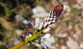 Trail Walking La Valette-du-Var - SityTrail - Le tour du coudon - Photo 12