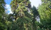 Trail Walking Urmatt - Lutzelhouse - sentier des géants - Photo 18