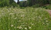 Tocht Stappen Oberhaslach - Circuit des 2 cascades - Photo 6