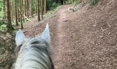 Trail Horseback riding Saint-Quirin - Rocher du diable Yoigo et Joyeux en main - Photo 1