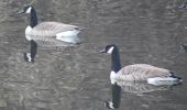 Tour Wandern Oupeye - 20211216 - Balade ornithologique - Trilogiport - Photo 18