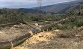 Tocht Stappen La Roche-en-Ardenne - Boucle Samree par Berismenil  - Photo 1