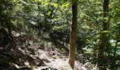 Tour Wandern Céret - pic des salines depuis fontfrede via coll del pou de la neu . pic des salines .coll des cirerers  . fontfrede - Photo 17