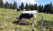 Tour Wandern Urbeis - Col du Wettstein - Hautes-Huttes - Lac du Forlet - Lac Vert - Photo 6