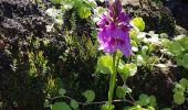 Trail Walking Achadas da Cruz - Levada des moines 1 - Photo 3