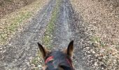 Trail Horseback riding Saint-Martin - Tivio selle western  - Photo 3