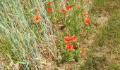 Tocht Stappen Sablonceaux - abbaye de Sablonceaux  - Photo 6