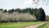 Percorso A piedi Kelbra (Kyffhäuser) - Königspfalz Tilleda -Udersleben - Photo 4