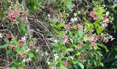 Tour Wandern Sainte-Anne - grand parcours de randonnée autour du bourg de St Anne.  - Photo 12